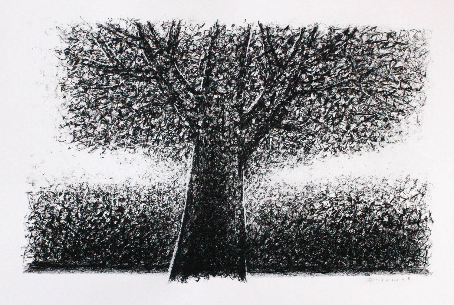 Дерево (Графика). Александр Дедушев. 2007, бумага, тушь, граттаж, 53x36